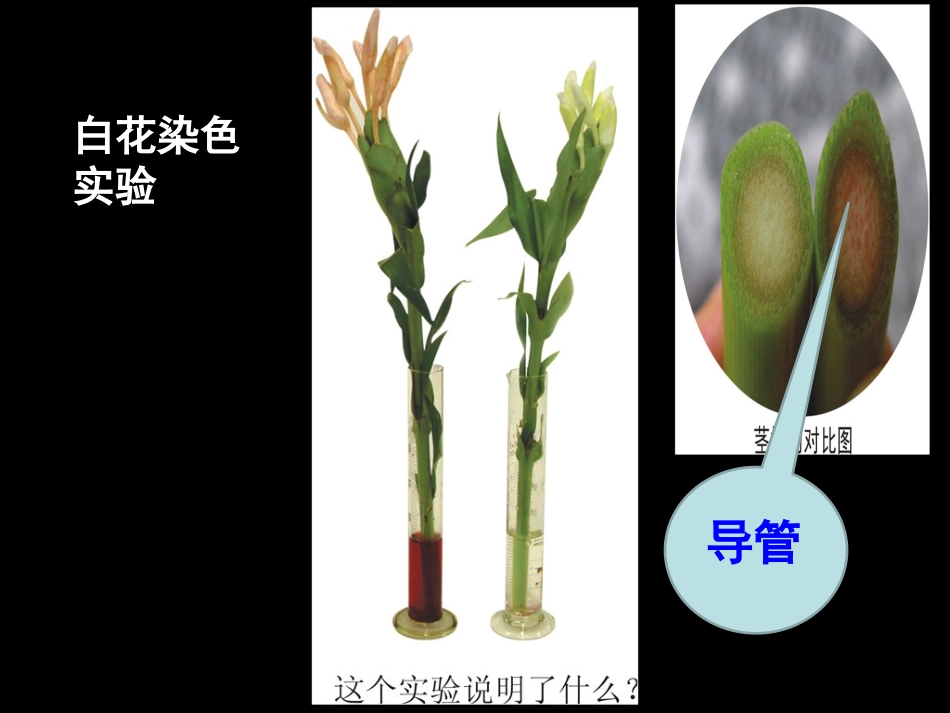 3、水分在茎里的运输 课件_第3页