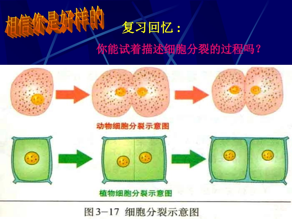 细胞分化形成组织_第2页