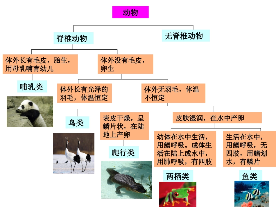 2.4.2 常见的动物(无脊椎动物、二歧分类检索表)_第2页
