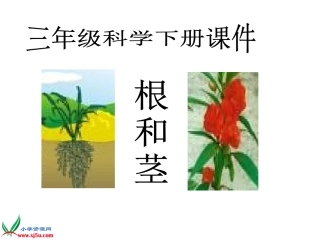 小学科学三年级下册《根和茎》课件