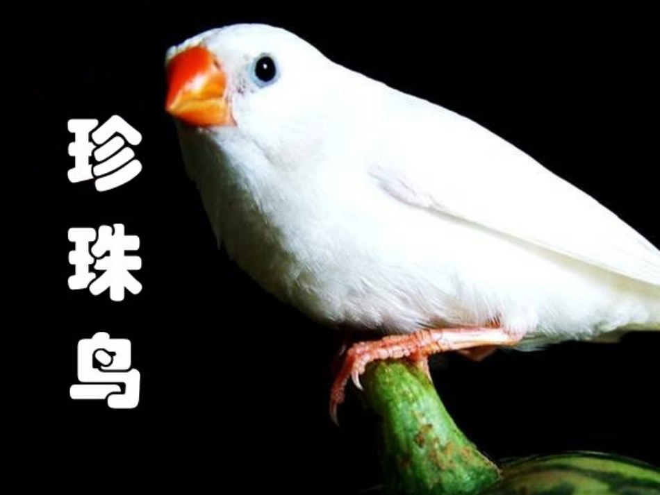 《珍珠鸟》第一课时PPT_第1页