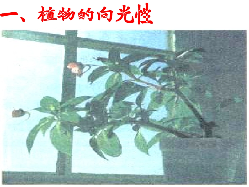 3.1 植物激素的发现_第2页