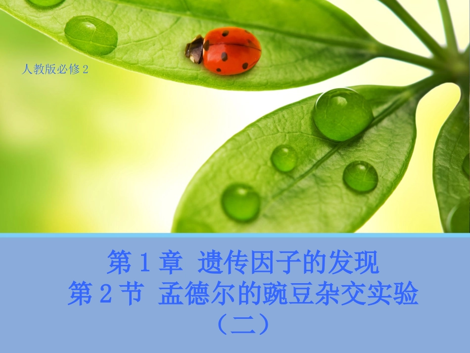 【生物】12孟德尔的豌豆杂交实验（二）课件（人教版必修2）_第1页