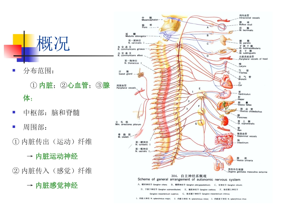 09.7自主神经系统(1)_第2页