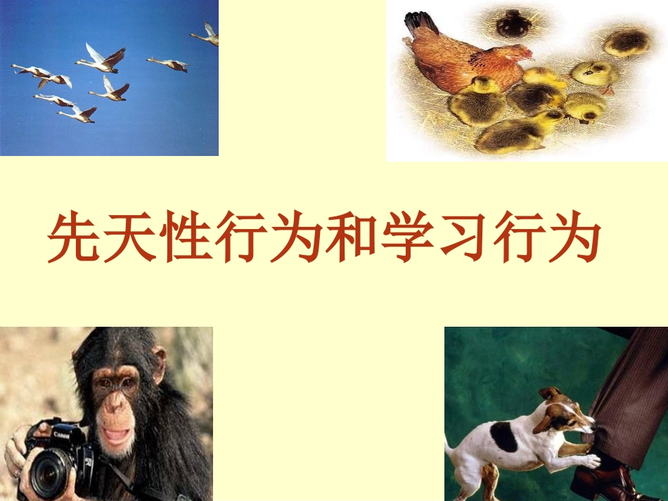 《先天性行为和学习行为》课件_第1页