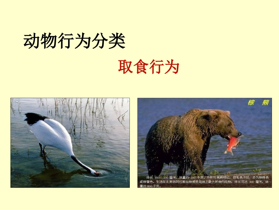 《先天性行为和学习行为》课件_第2页