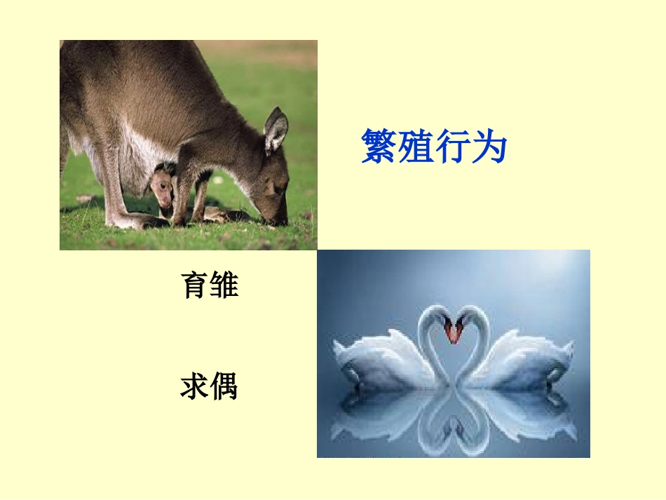 《先天性行为和学习行为》课件_第3页