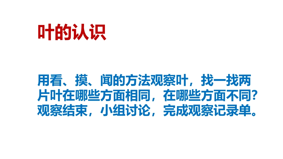 《观 察 叶》优质公开课PPT_第2页