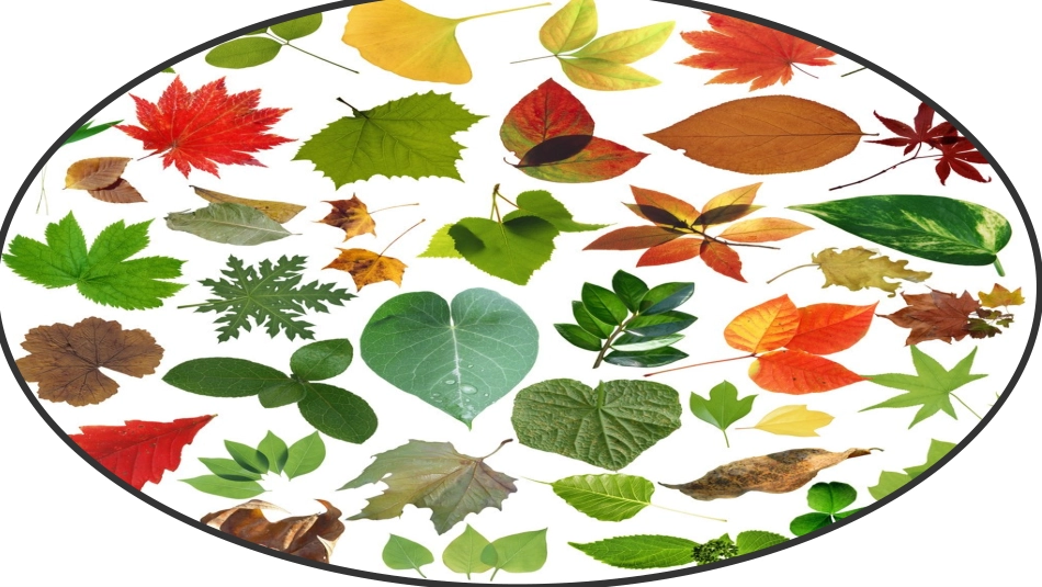 《观 察 叶》优质公开课PPT_第3页