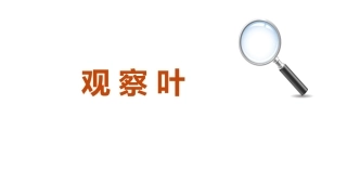 《观 察 叶》优质公开课PPT