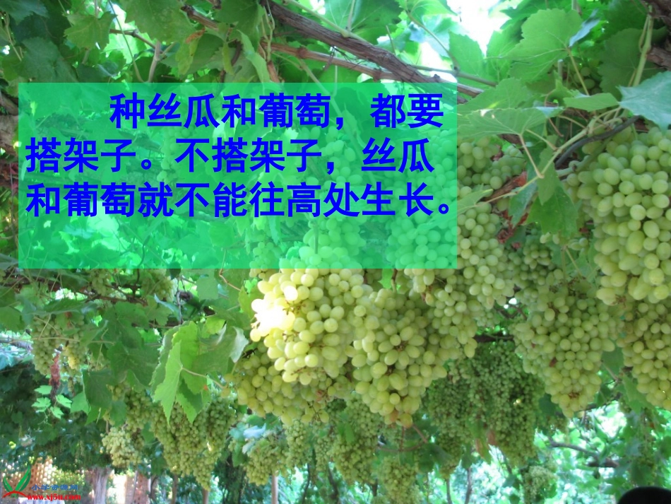 《爬山虎的脚》ppt课件1_第3页