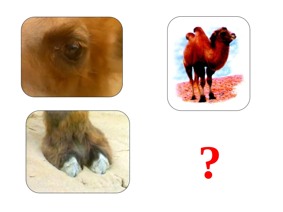 三年级下语文课件-我应该感到自豪才对_第3页