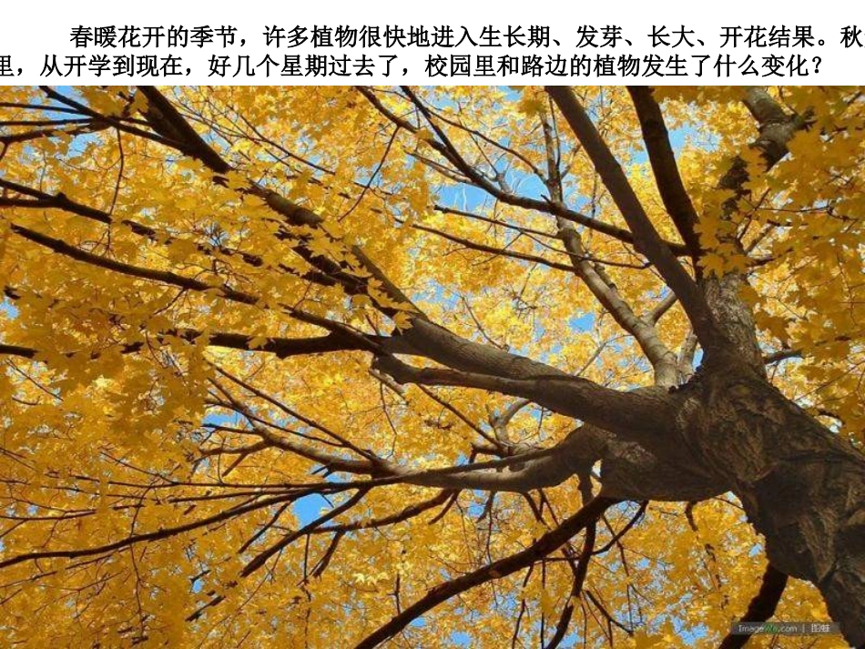 《植物发生了什么变化》PPT课件_第2页