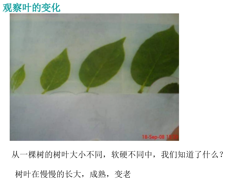 《植物发生了什么变化》PPT课件_第3页