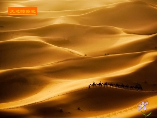 沙漠之舟 (2)