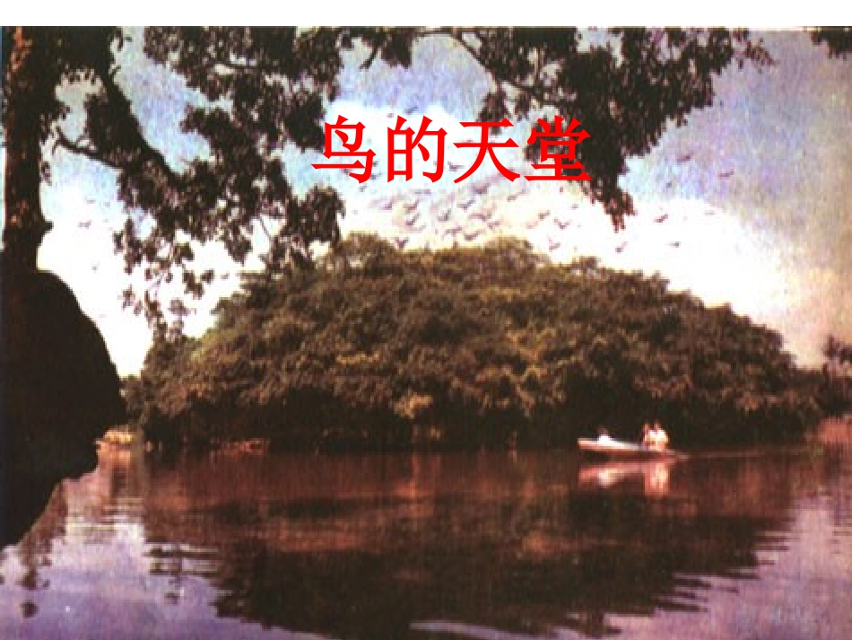 《鸟的天堂》ppt_第1页
