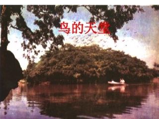 《鸟的天堂》ppt