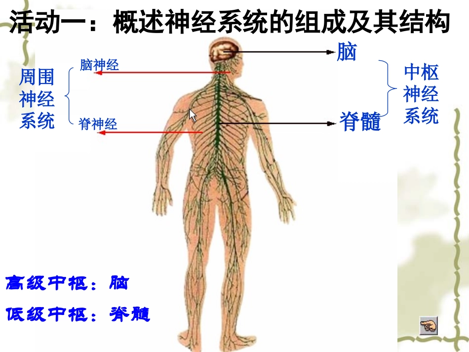 2.1通过神经系统的调节PPT_第2页