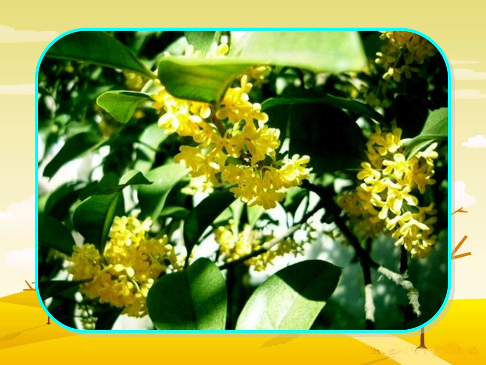 《桂花雨》课件_第3页