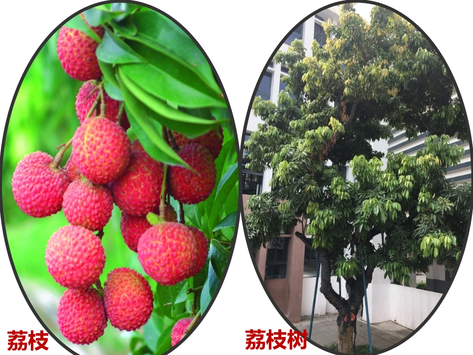 《校园里的植物 》优质公开课PPT_第2页