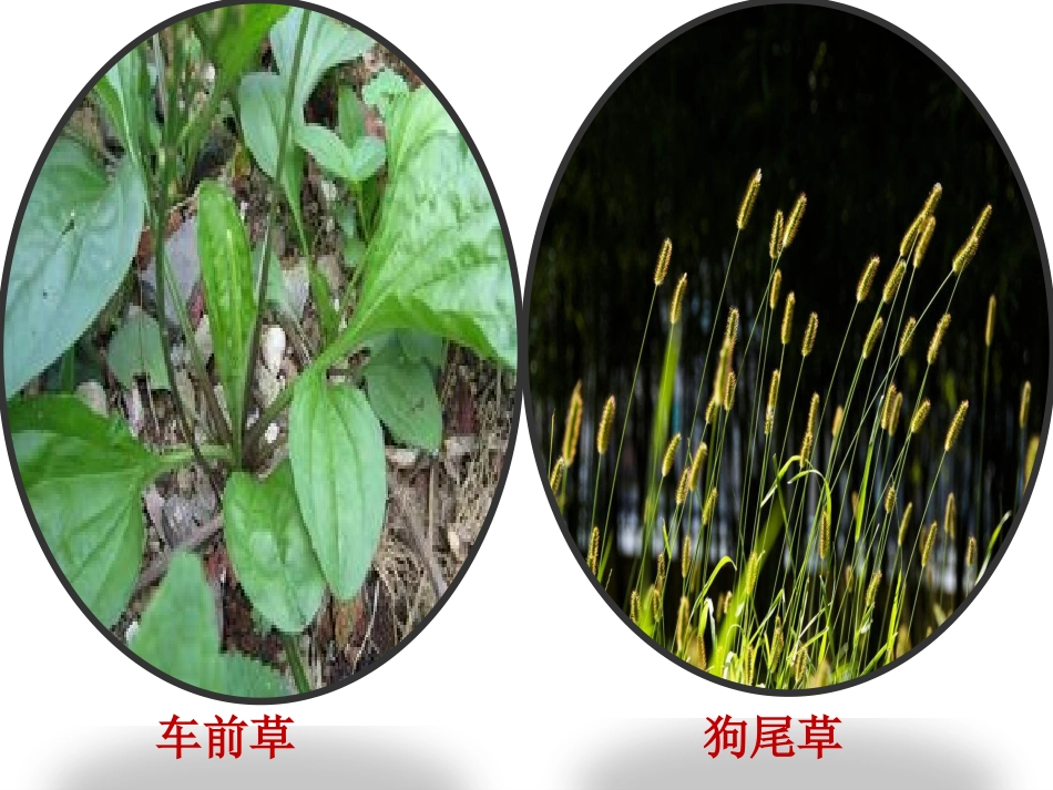 《校园里的植物 》优质公开课PPT_第3页