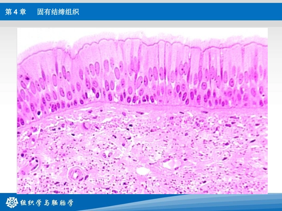 【若风制作】第4章： 结缔组织_第3页