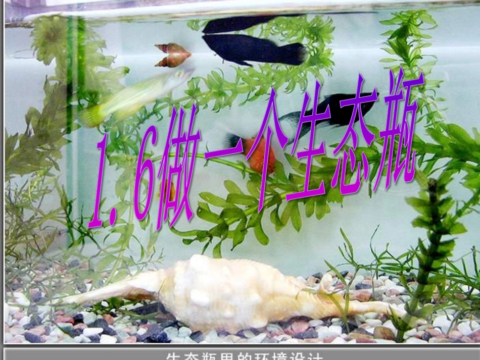 《做一个生态瓶》ppt课件_第1页