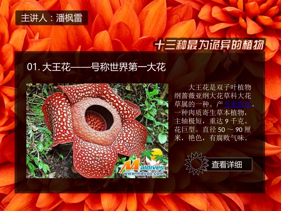 13种诡异的植物_第3页