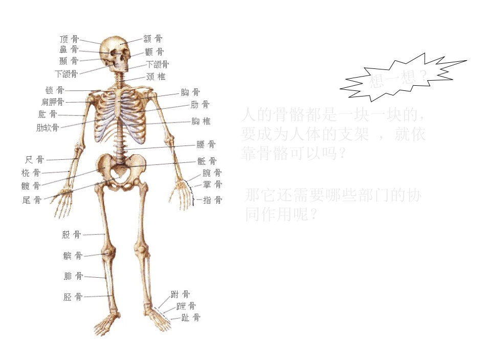 体育理论：《人体和运动》_第2页