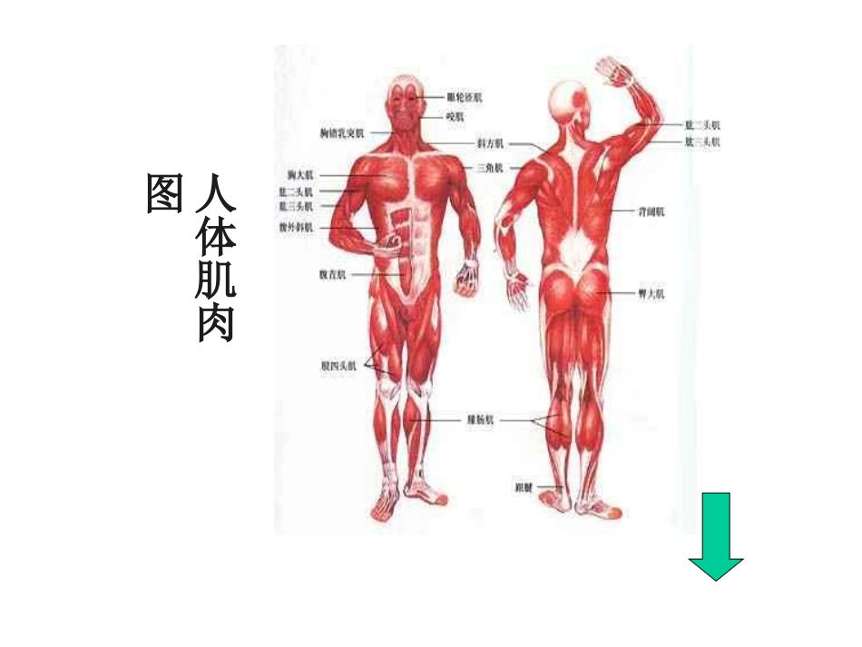 体育理论：《人体和运动》_第3页