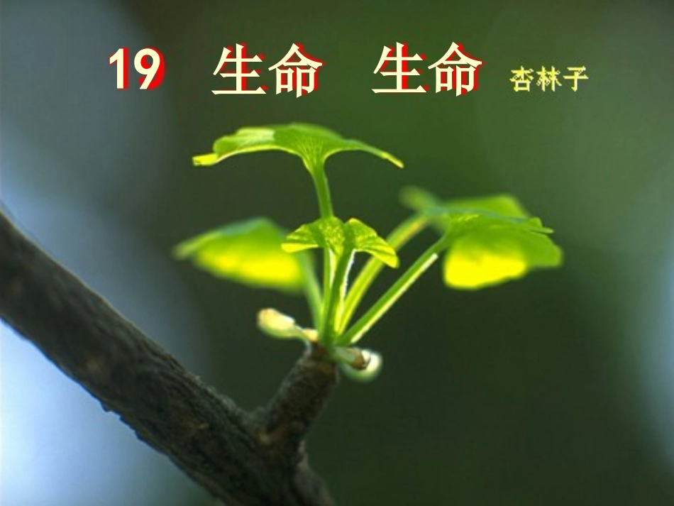 小学四年级语文下册第五单元19生命生命课件_第3页