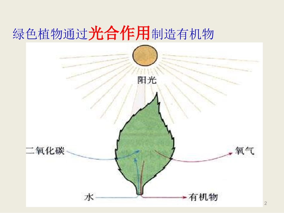 《绿色植物是生物圈中有机物的制造者》教学课件1_第2页