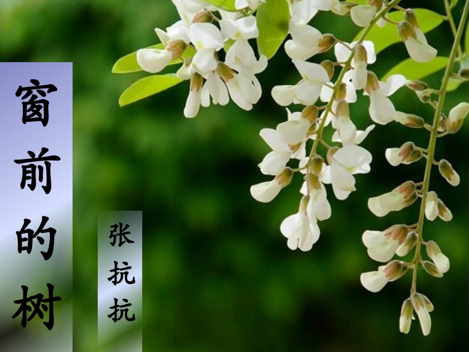 《窗前的树》优秀课件_第1页