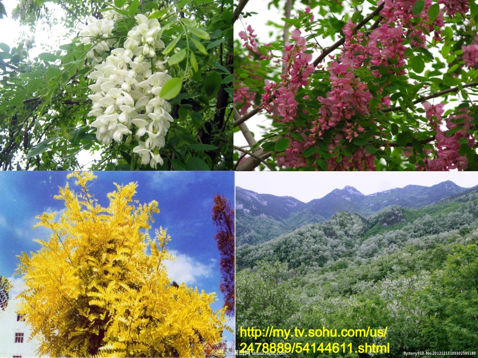 《窗前的树》优秀课件_第3页