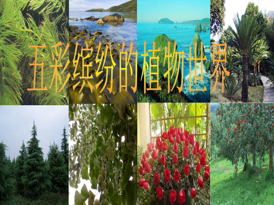 五彩缤纷的植物世界_第1页