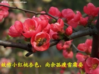 八年级花儿为什么这样红计转妮