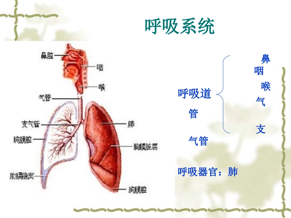 1-急性上呼吸道感染_第3页