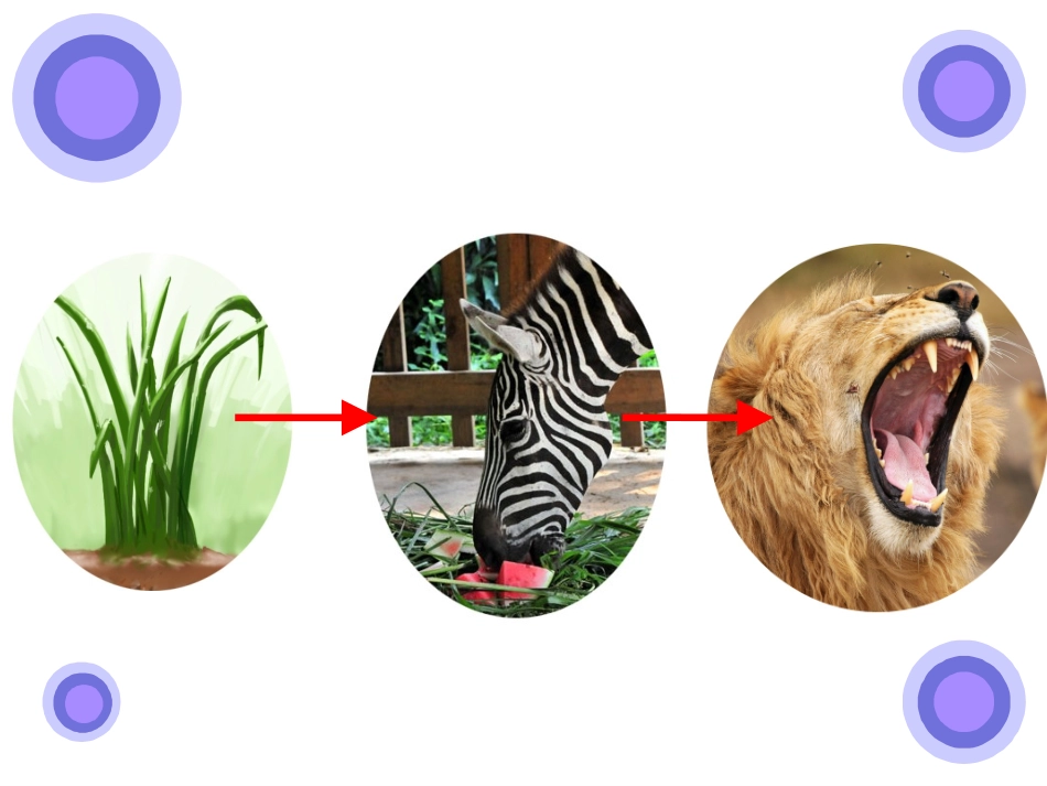 《食物链和食物网》_第2页