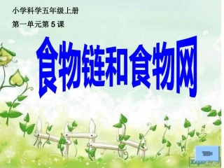 《食物链和食物网》