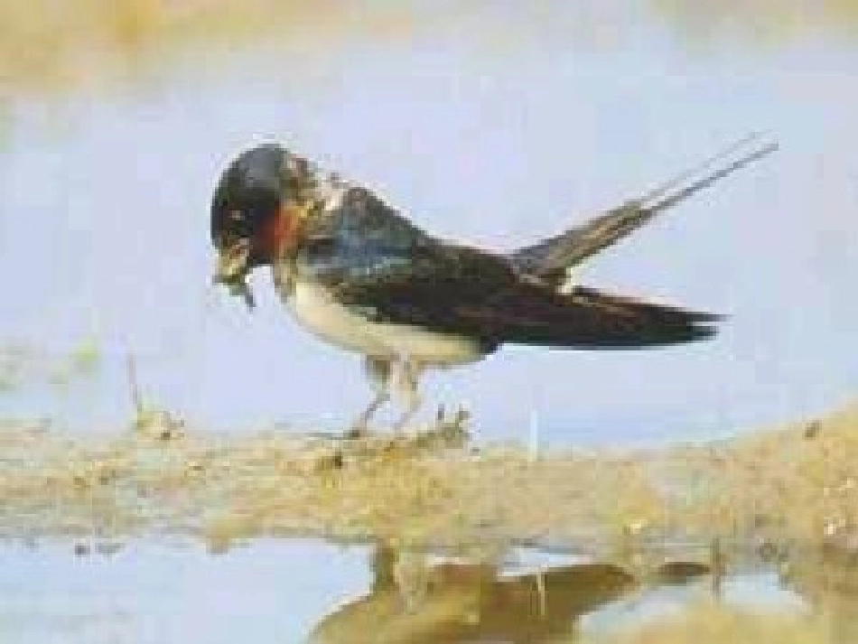 《燕子》课件1_(1)_第2页