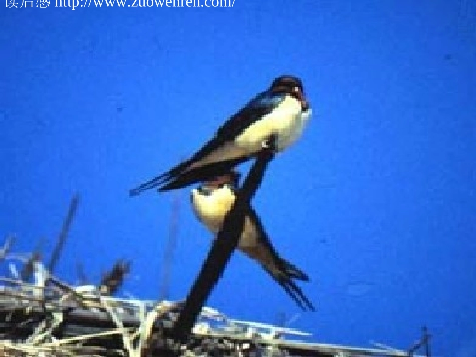 《燕子》课件1_(1)_第3页