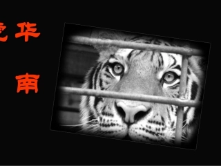 华南虎优秀课件