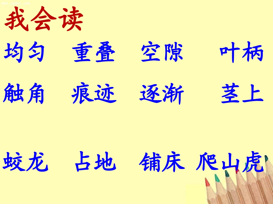 《爬山虎的脚》公开课课件_第3页