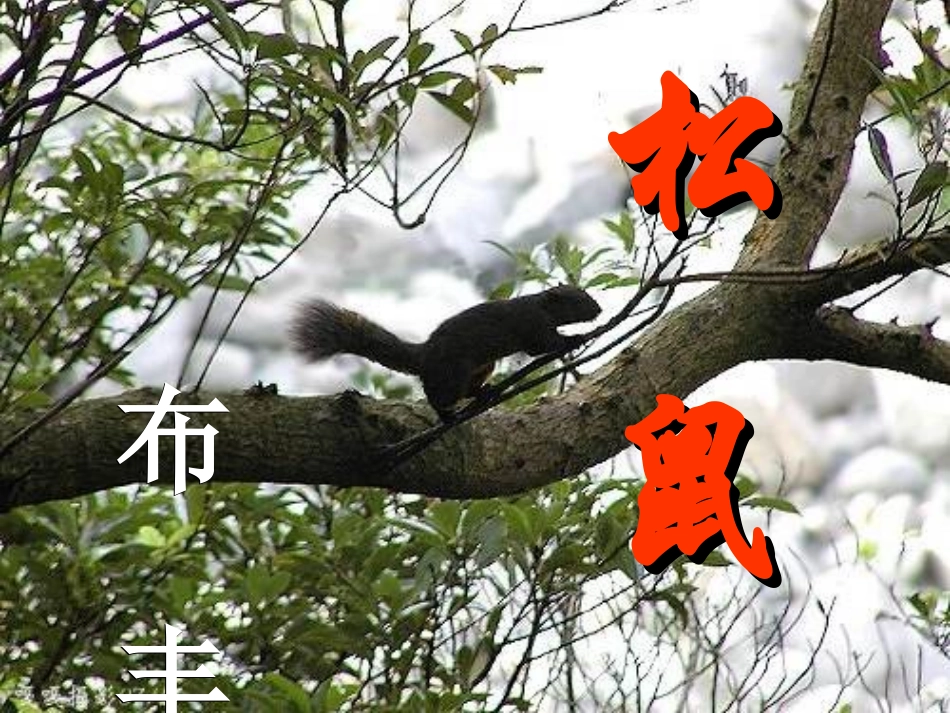 《松鼠》布丰_第1页