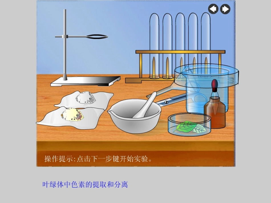 光与光合作用_第3页