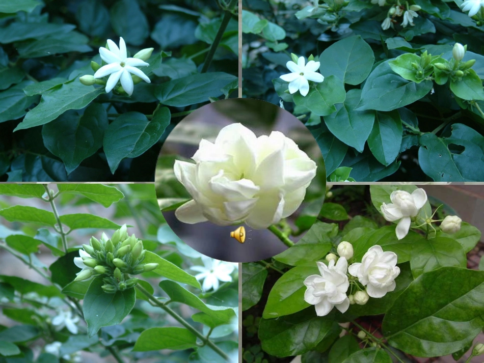 爱如茉莉李莉_第2页