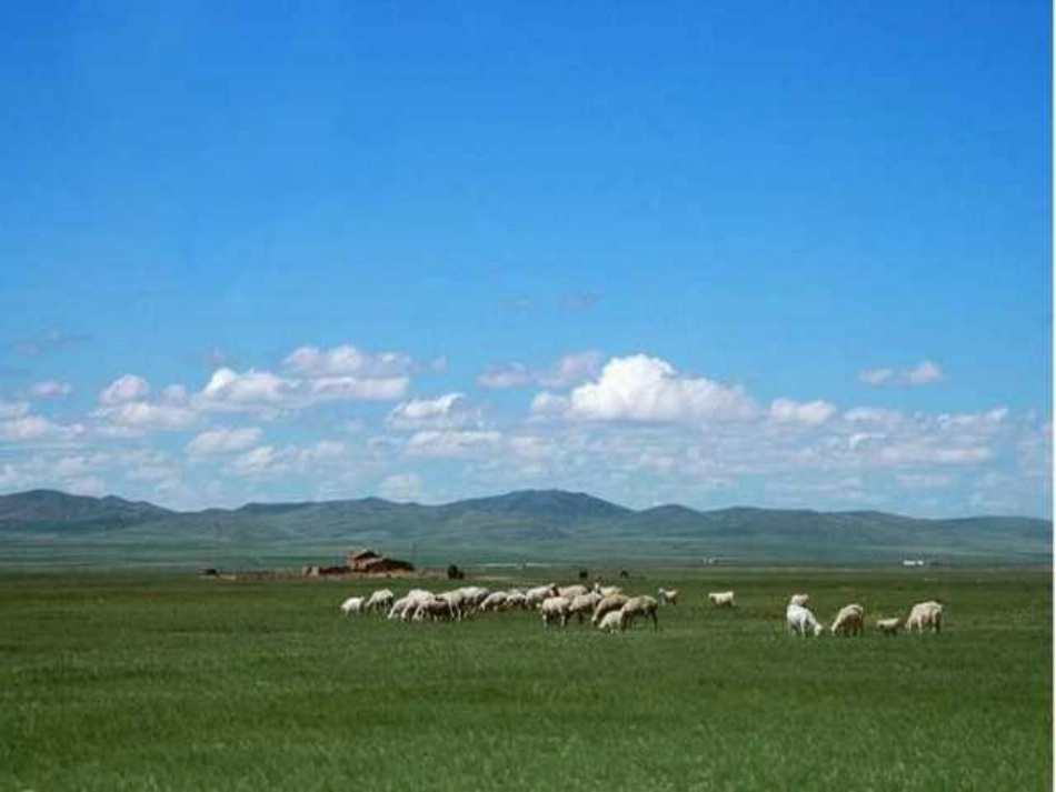 三年级上语文S版_《锡林郭勒大草原》_第2页