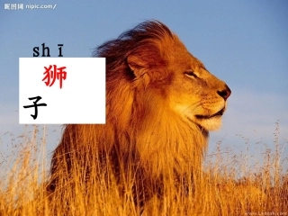 两只小狮子全面哦