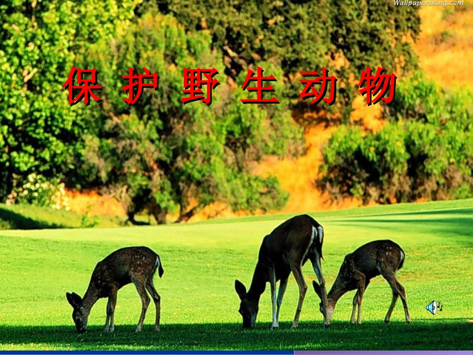 保护野生动物_第2页