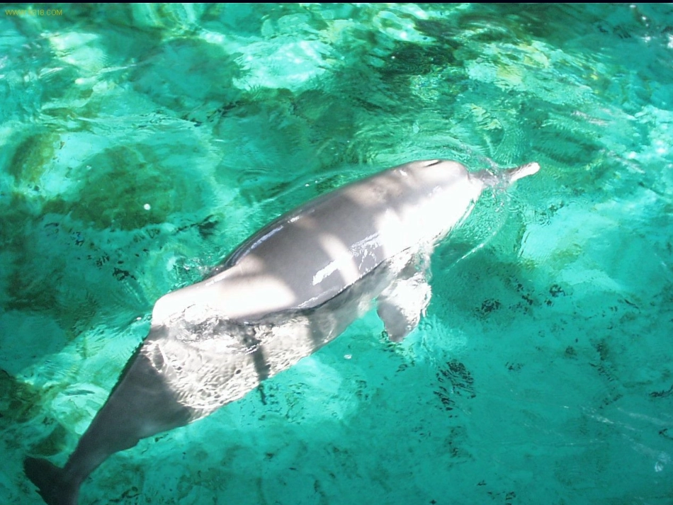 保护野生动物_第3页